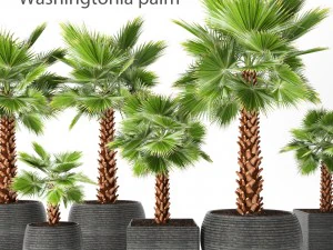 खजूर का पेड़ 3D मॉडल