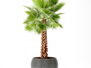 palm tree 3Dモデル