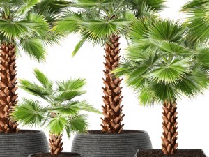 palm tree 3Dモデル