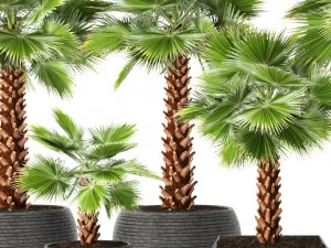 palm tree 3D Model