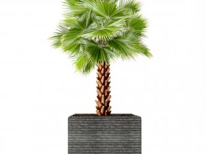 palm tree 3D Model