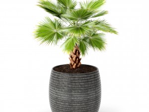palm tree 3Dモデル