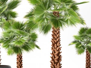 palm tree 3Dモデル