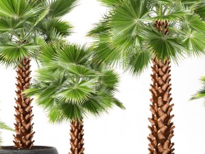 palm tree 3Dモデル