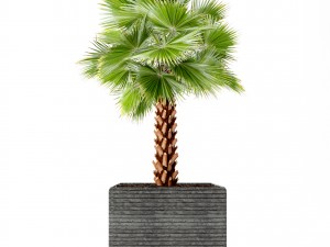 palm tree 3Dモデル