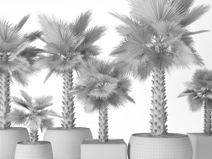palm tree 3Dモデル