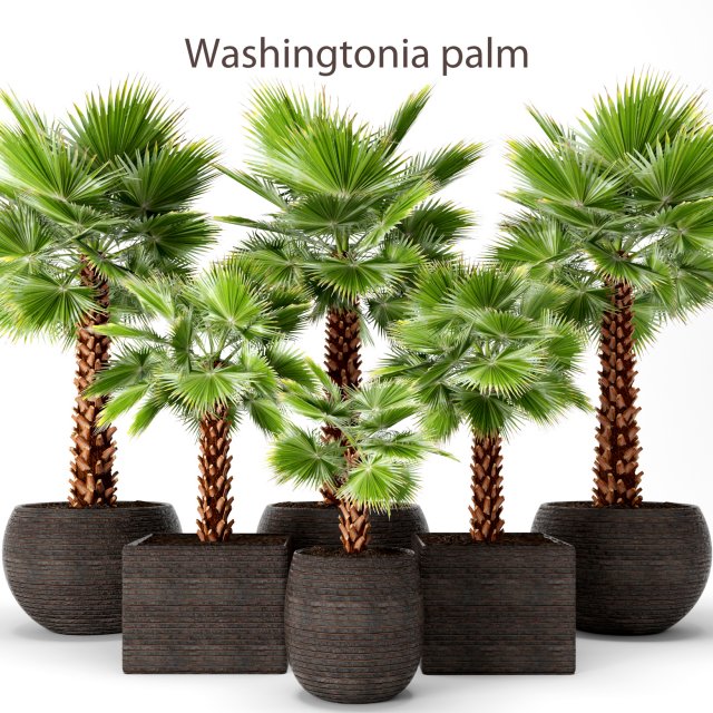 palm tree 3D 模型 .c4d .max .obj .3ds .fbx .stl .blend 