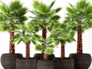 palm tree Modèle 3D