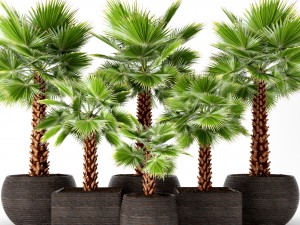 palm tree 3D Model