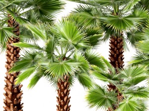 palm tree 3D 模型