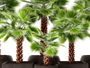 palm tree 3D 模型