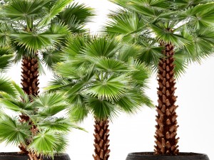 palm tree 3D 模型