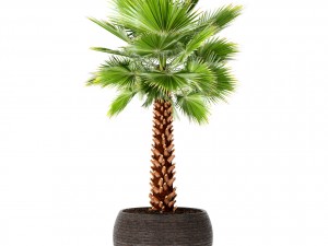 palm tree 3D 模型