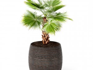 palm tree 3D 模型