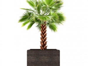 palm tree 3D 模型