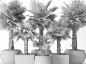 palm tree 3D 模型