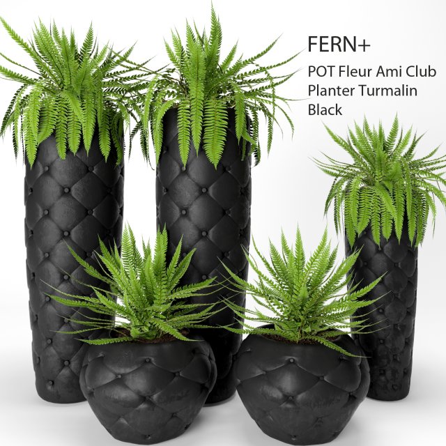 fern pots 3D Model .c4d .max .obj .3ds .fbx .stl .blend 