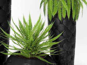 fern pots 3D Model