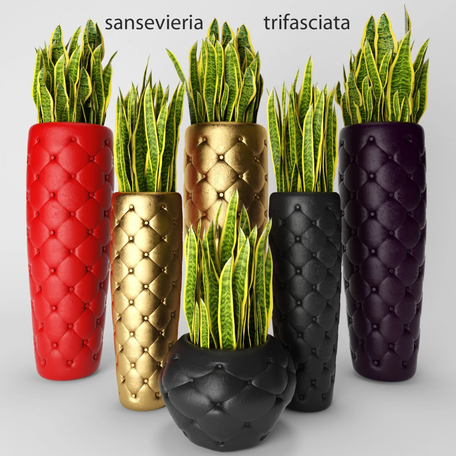 sansevieria trifasciata 3D Model .c4d .max .obj .3ds .fbx .stl .blend 