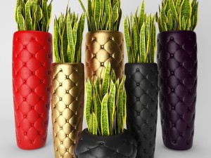 sansevieria trifasciata 3D मॉडल