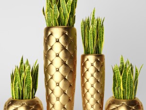 sansevieria trifasciata Modello 3D