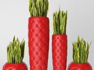 sansevieria trifasciata Modello 3D