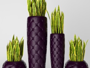 sansevieria trifasciata Modello 3D