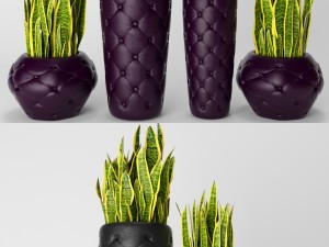 sansevieria trifasciata Modello 3D