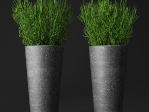 potted plants Model 3D
