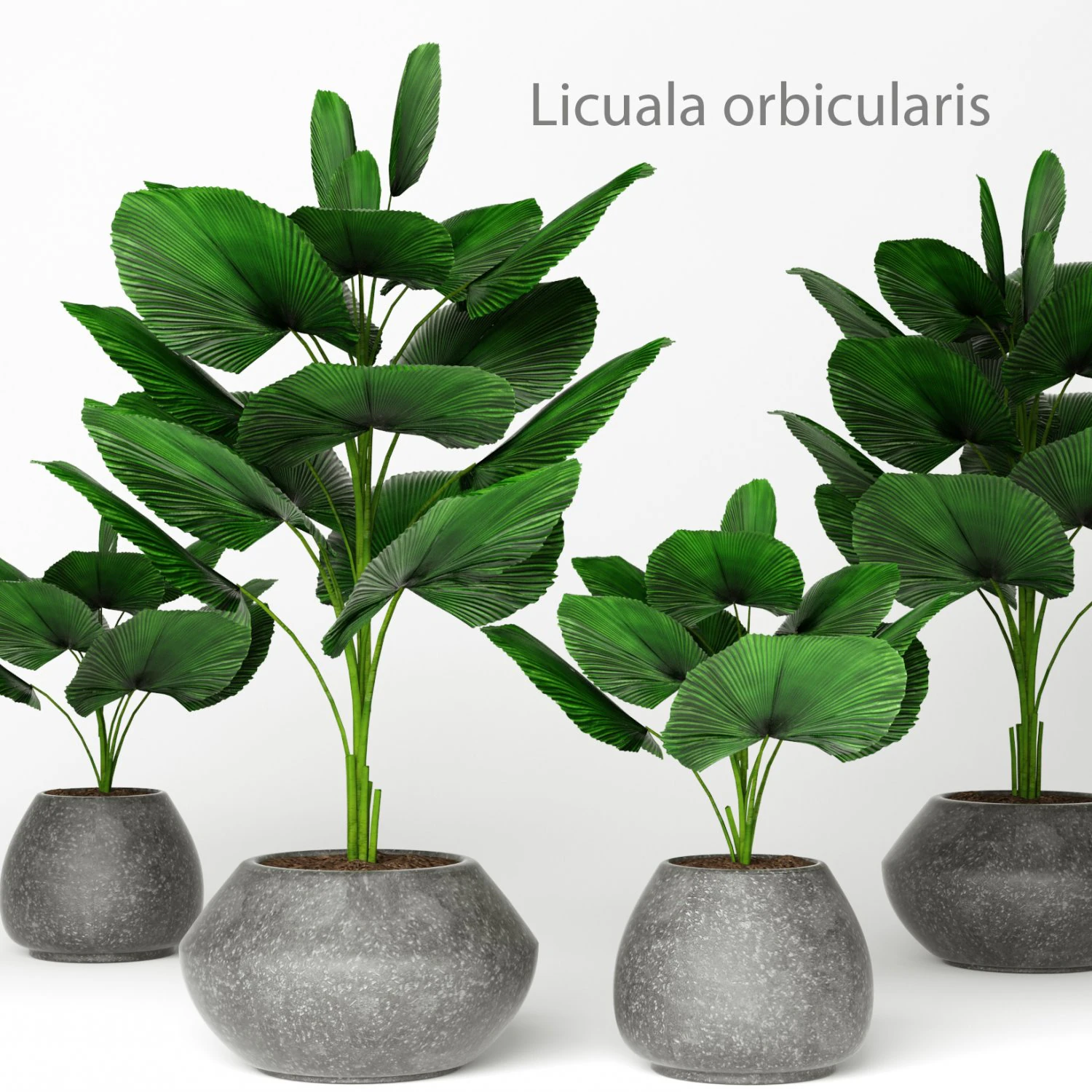 licuala orbicularis 3D Model .c4d .max .obj .3ds .fbx .stl .blend