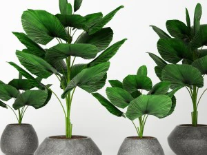 Licuala orbikularis 3D Model