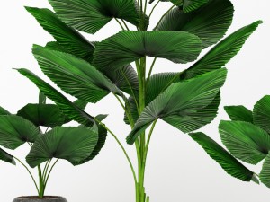 licuala orbicularis 3D Model
