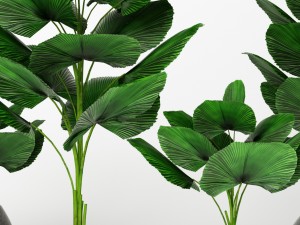 licuala orbicularis 3D Model