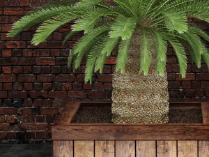 palm tree 3D मॉडल