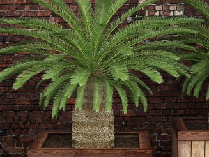 palm tree 3D मॉडल