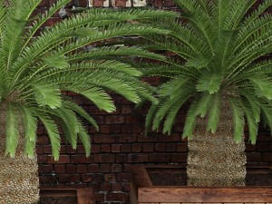 palm tree 3D मॉडल