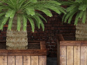 palm tree 3D मॉडल
