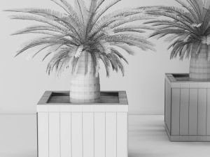 palm tree 3D मॉडल
