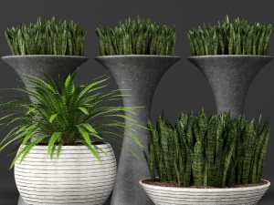 potted plants 1 3D Model