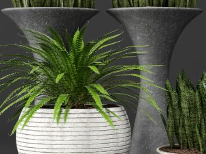 potted plants 1 3D Model