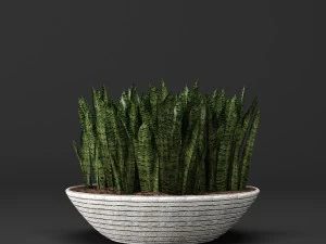 potted plants 1 3D Model