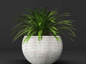 potted plants 1 3D Model