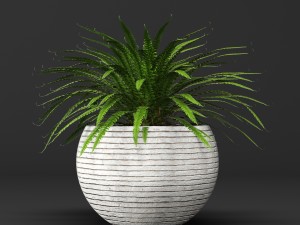 potted plants 1 3D Model