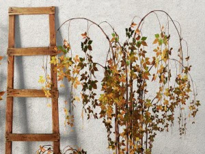 plants in pots set 3D Model
