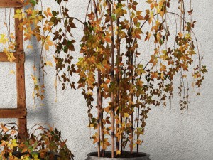 plants in pots set 3D Model