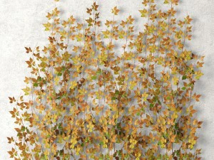 muro di foglie di vite Modello 3D