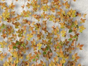 vine leaves wall 3D Model