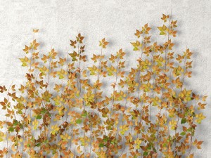 vine leaves wall 3D मॉडल