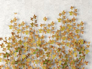 vine leaves wall 3D Model