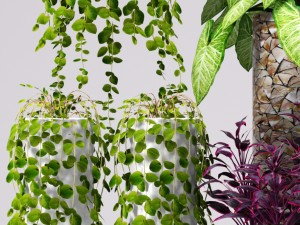 collection of plants in pots 3D Модель